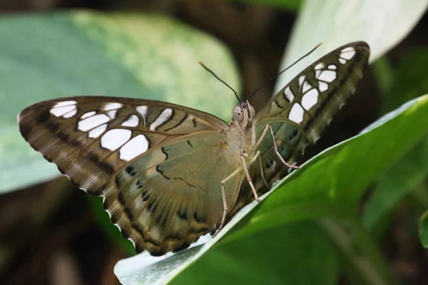 葉の上の美しい蝶 — ストック写真