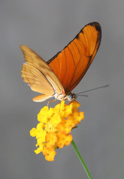 Borboleta-fackel — Fotografia de Stock