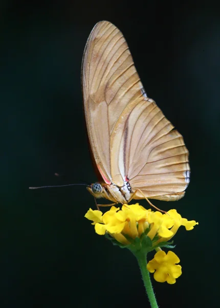 Papillon-Fackel — Photo