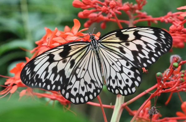 Bella farfalla su una foglia — Foto Stock