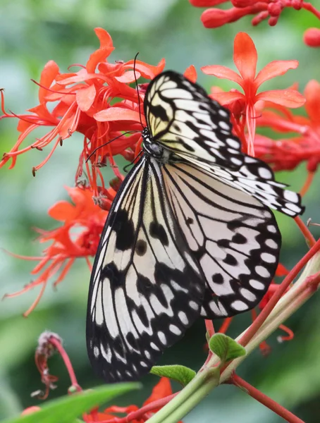 Bela borboleta em uma folha — Fotografia de Stock