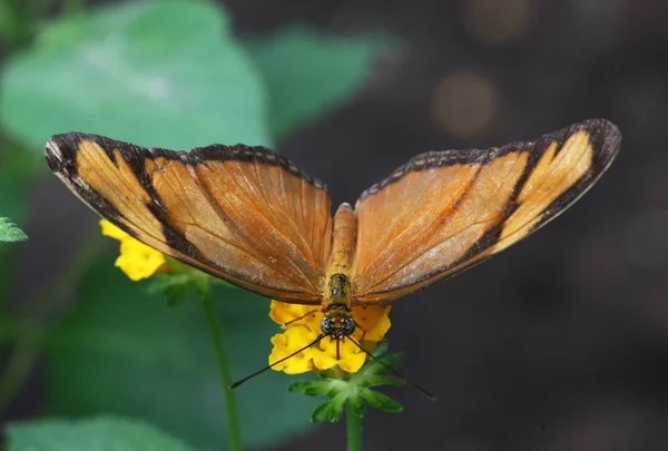 Borboleta-fackel — Fotografia de Stock