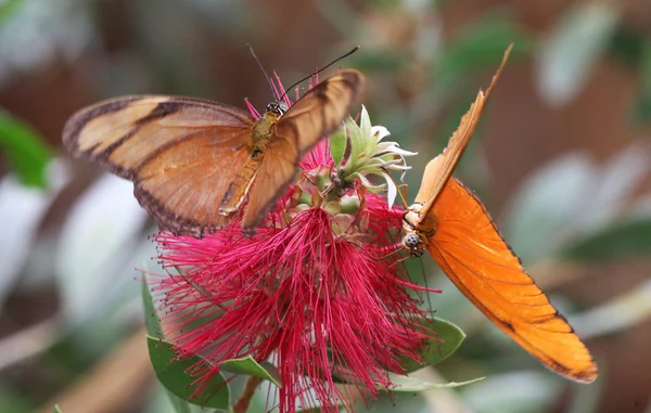 Borboleta-fackel — Fotografia de Stock