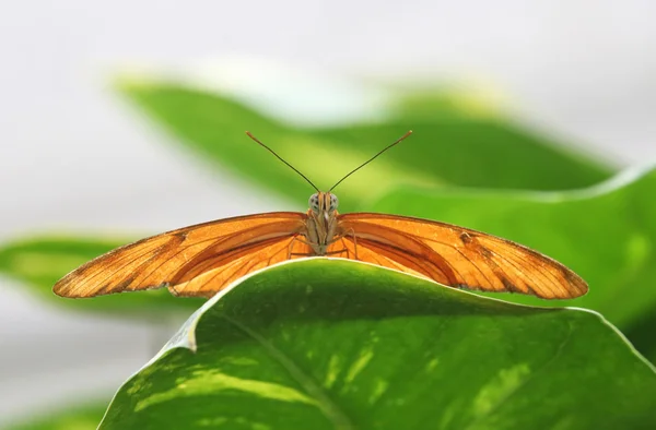 Krásný motýl na listu — Stock fotografie