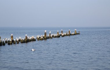 Baltık Denizi 'ndeki plaj