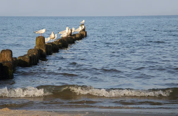 Strand an der Ostsee — Stockfoto