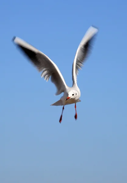 飛んでいる鳥 — ストック写真