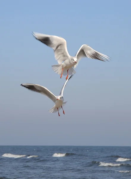 Flying bird — Stock Photo, Image