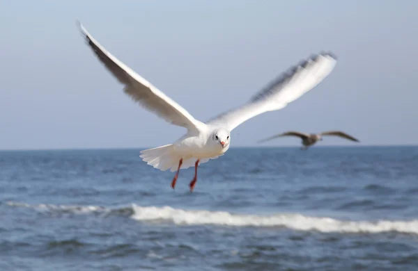 Fliegender Vogel — Stockfoto