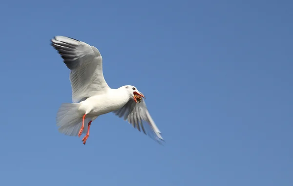 Πετώντας πουλί — Φωτογραφία Αρχείου