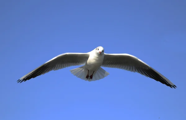 Pájaro volador —  Fotos de Stock