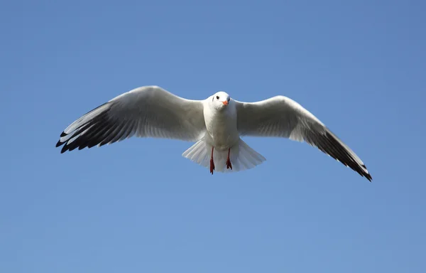 飛んでいる鳥 — ストック写真