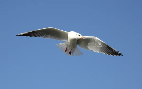 飛んでいる鳥 — ストック写真