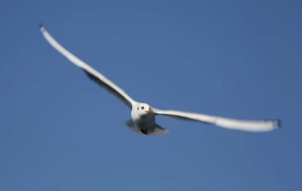 飛んでいる鳥 — ストック写真