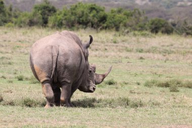 Rhinos in Kenya clipart