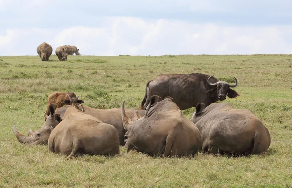 Rhinos in Kenya — Stock Photo, Image
