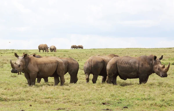 Orrszarvúk Kenyában — Stock Fotó