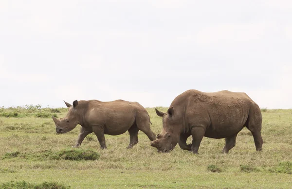 Rhinos en Kenia — Foto de Stock