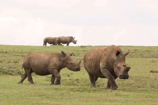 Orrszarvúk Kenyában — Stock Fotó