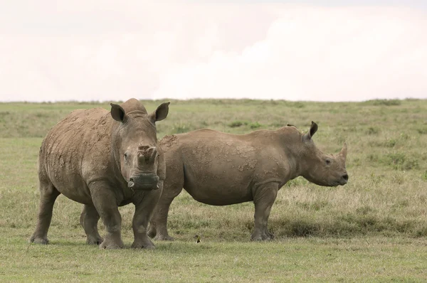 Rhinos en Kenia — Foto de Stock