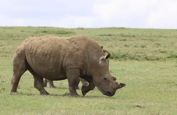 Neushoorns in Kenia — Stockfoto