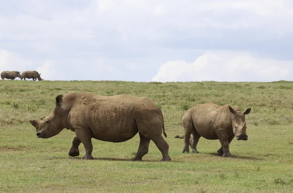 Носороги в Кении — стоковое фото