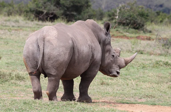 Gergedanlar Kenya — Stok fotoğraf