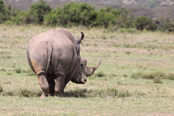 Gergedanlar Kenya — Stok fotoğraf