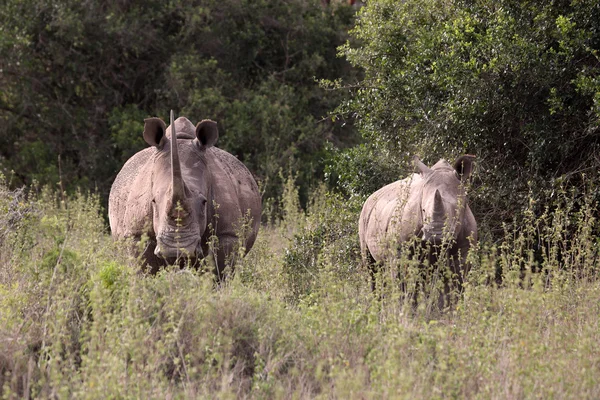 Rhinos en Kenia — Foto de Stock