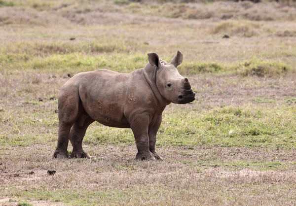 Gergedanlar Kenya — Stok fotoğraf