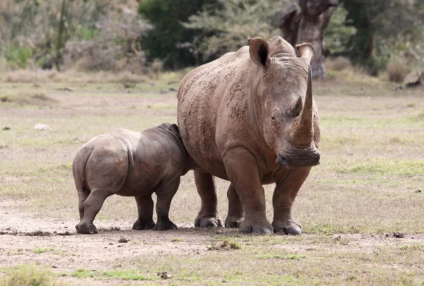 Rinocerontes en África — Foto de Stock