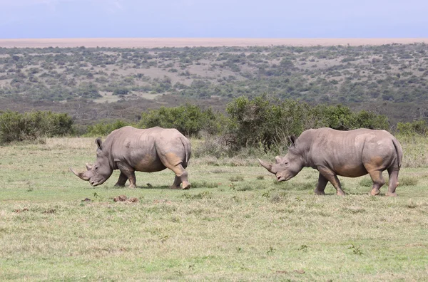 Rhinos nn Africa — Stock Photo, Image