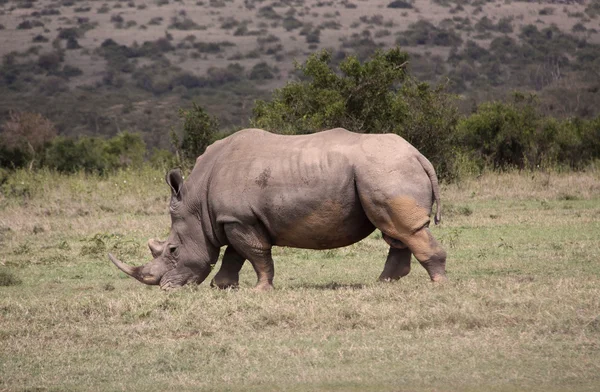 Rinocerontes en África — Foto de Stock