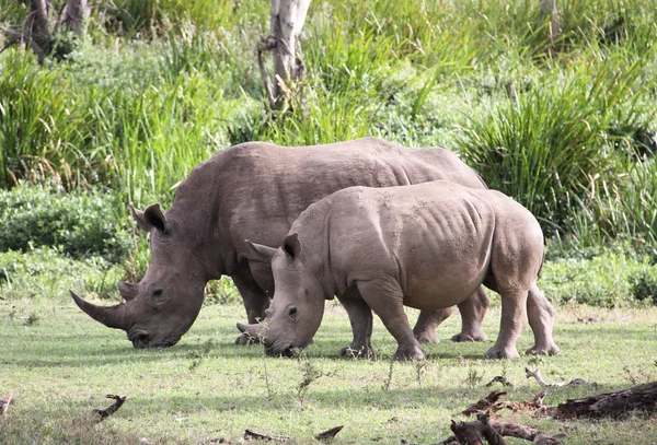 Neushoorns nn Afrika — Stockfoto