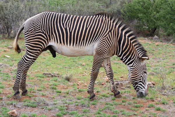 Zebra. — Fotografia de Stock