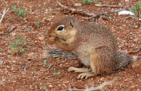 Afrikanisches Hörnchen — Stockfoto