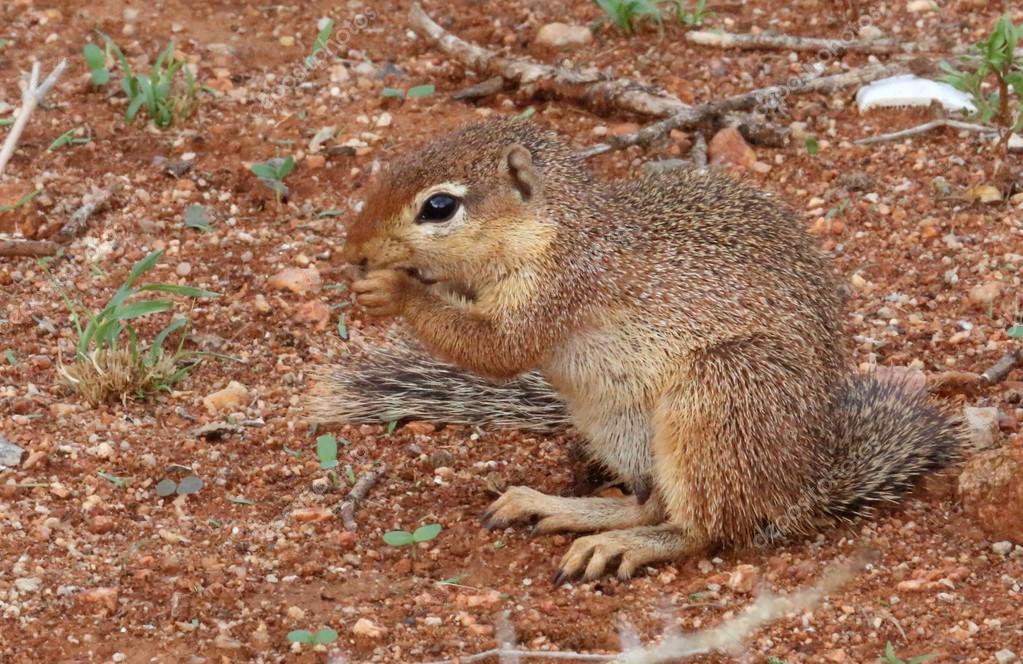 metalmaus