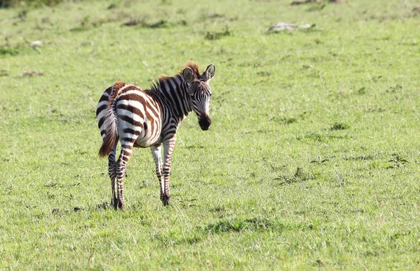 Zebra's in Afrika — Stockfoto
