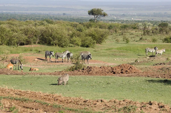 Zebras in Africa — Stock Photo, Image