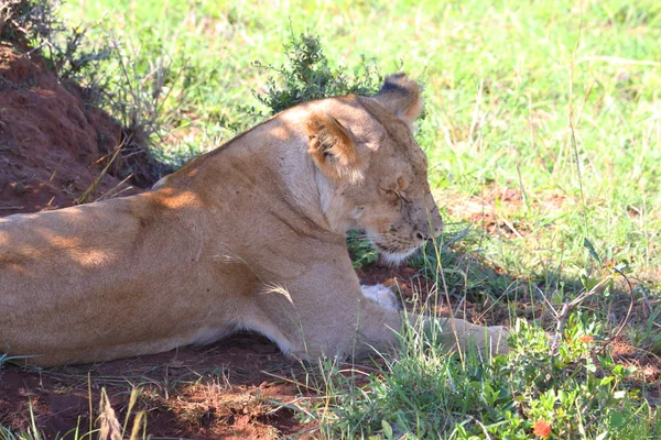 León en África — Foto de Stock