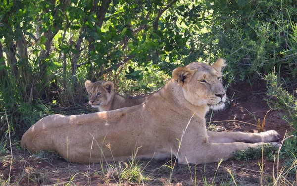 Lion in Afrika — Stockfoto
