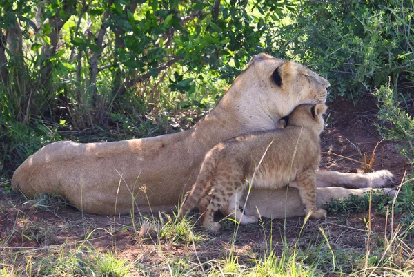 Lion in Afrika — Stockfoto