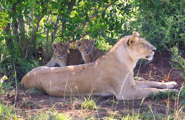 Lion in Afrika — Stockfoto