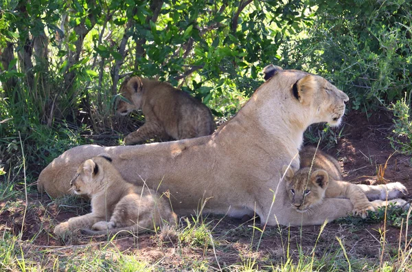 León en África — Foto de Stock