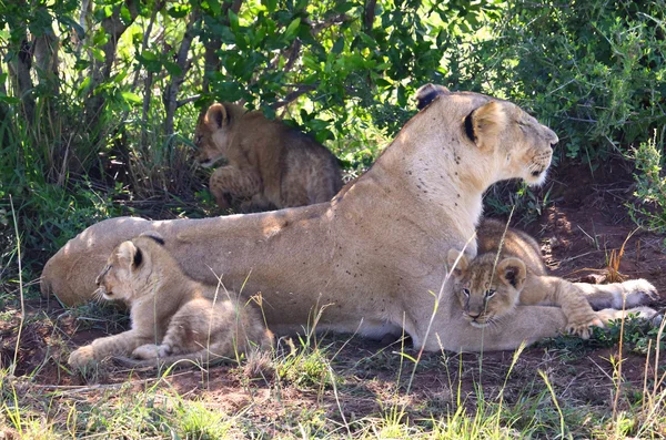 León en África — Foto de Stock