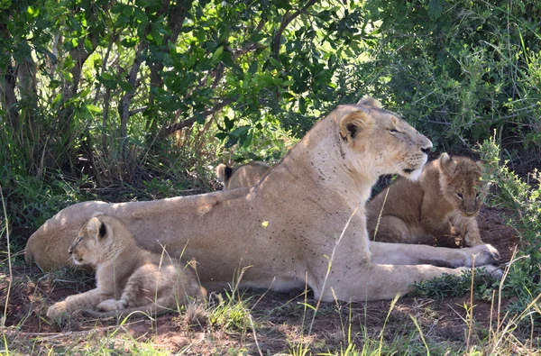 León en África —  Fotos de Stock