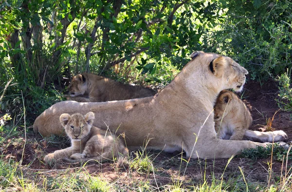 Lion in Afrika — Stockfoto