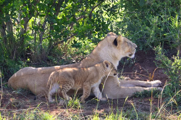 Løve i Afrika - Stock-foto