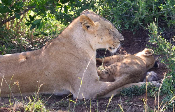 Lion in Afrika — Stockfoto