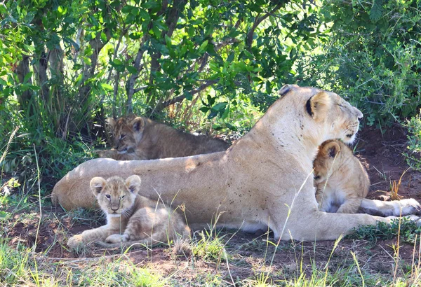 Lion in Afrika — Stockfoto